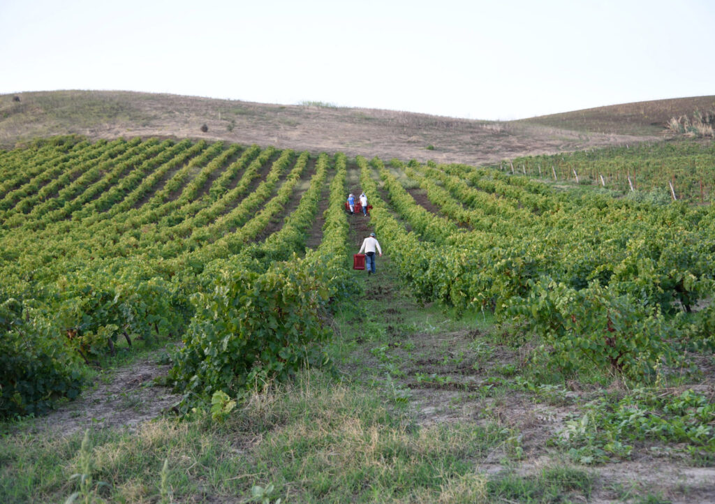 vigneto valdibella con persone tra le fila di vigna