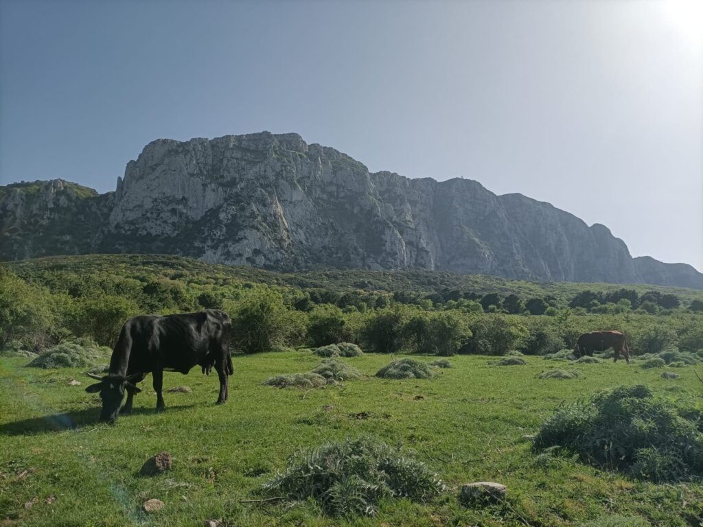 mucca su una pianura verde e una montagna dietro