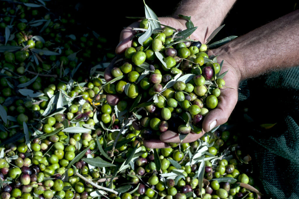 Olive raccolte da Accardo, pronte per il frantoio