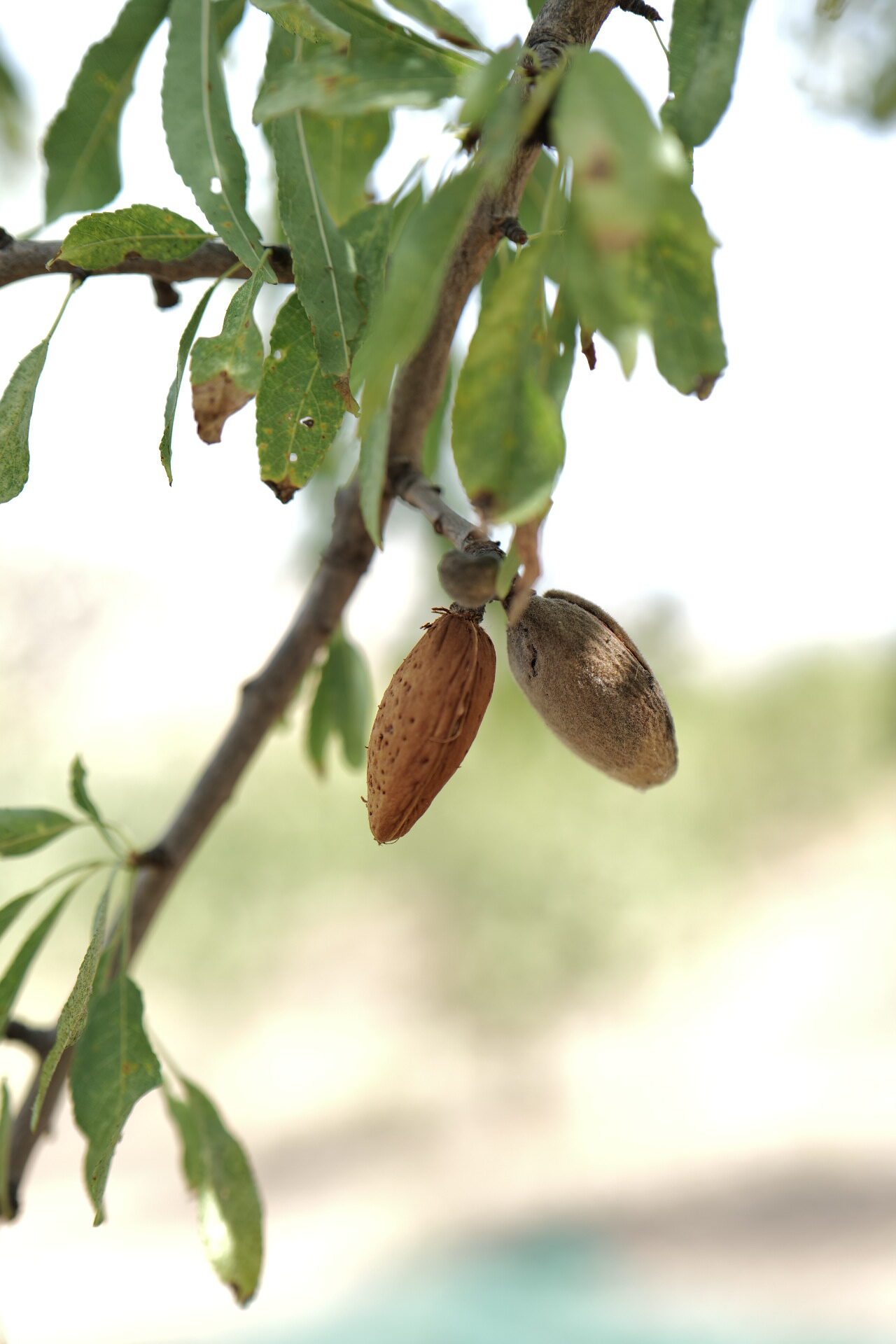 Almonds on the tree during the harvest in Camporeale