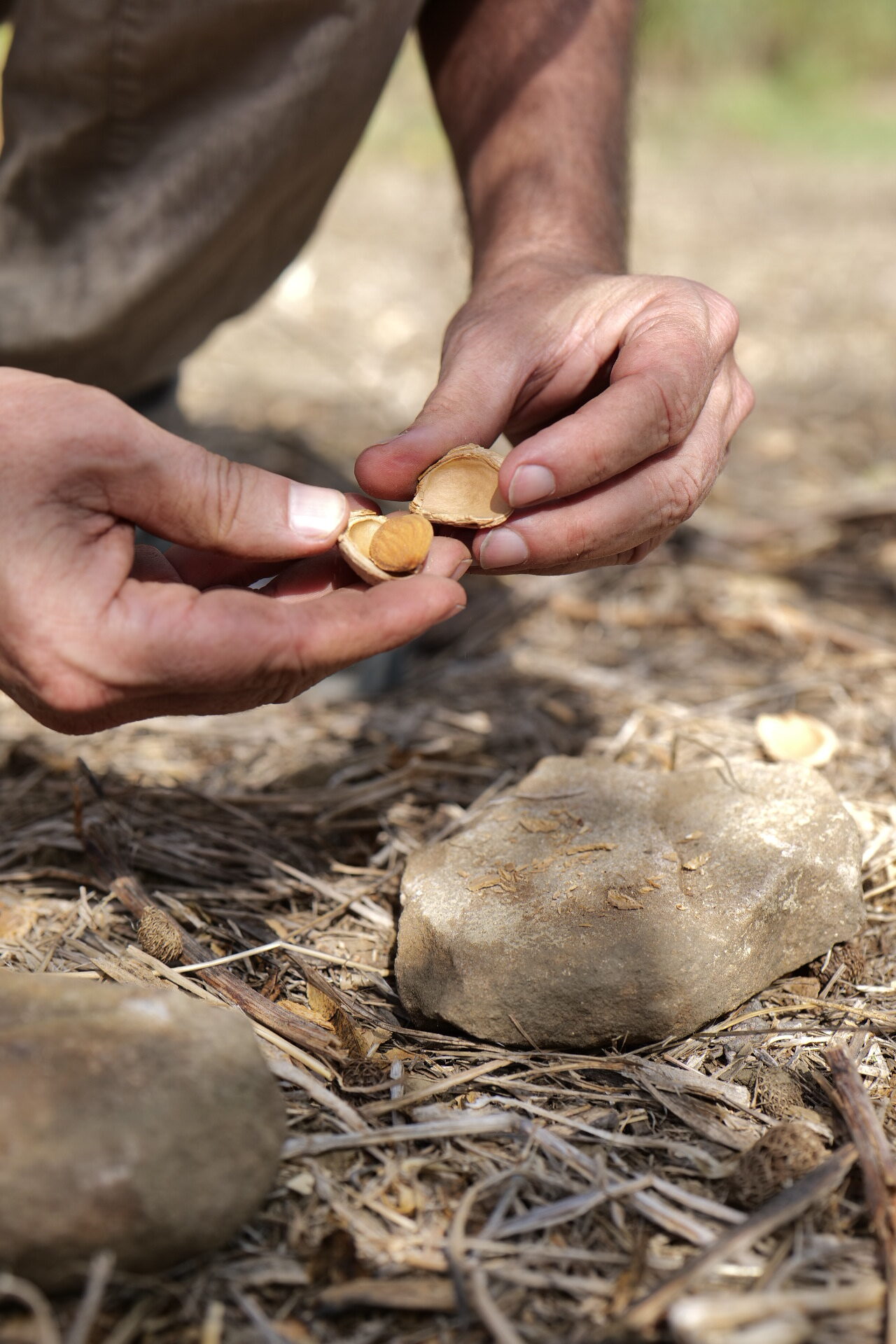 Hand-cracking freshly harvested almonds