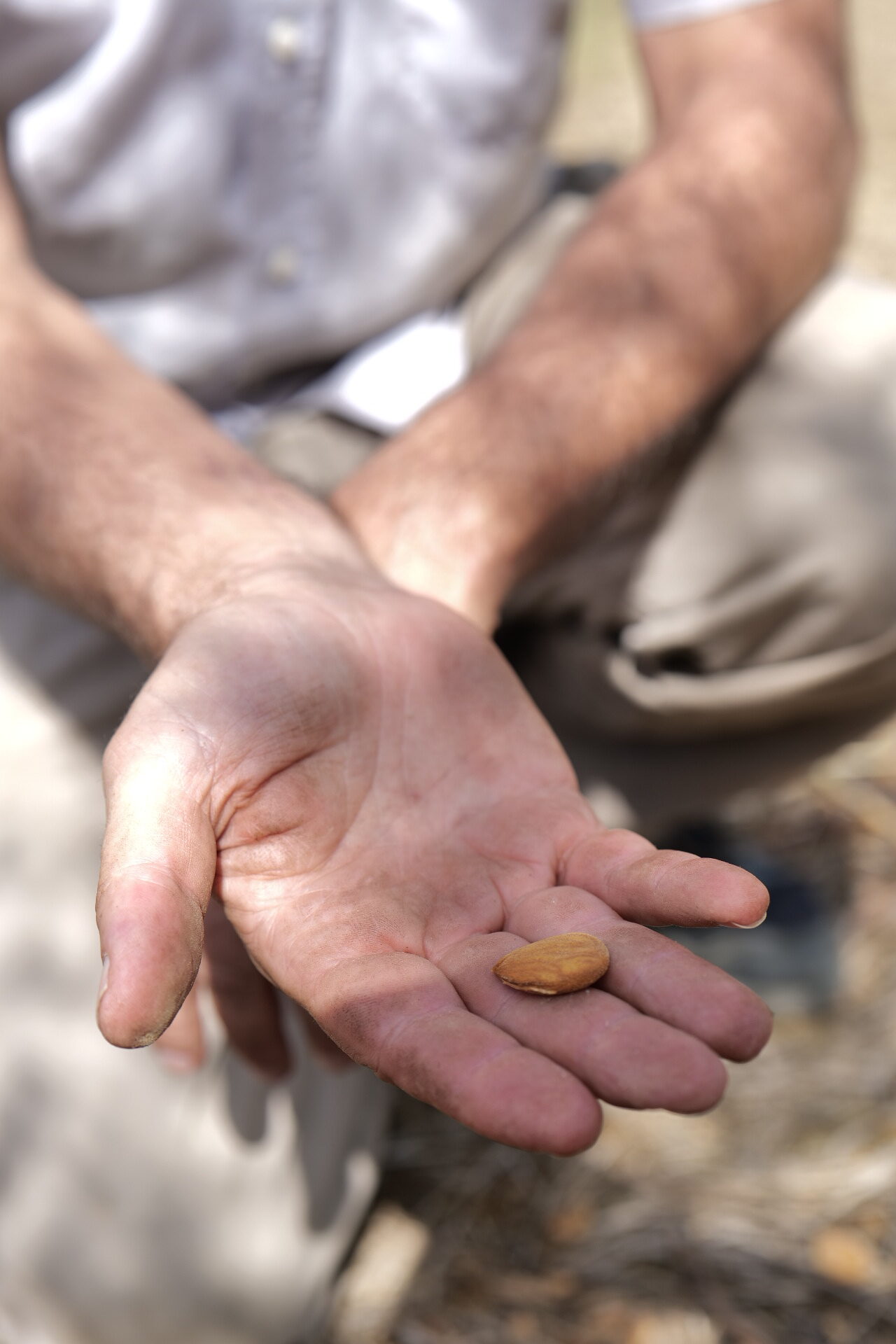 A freshly harvested almond in the palm of a hand