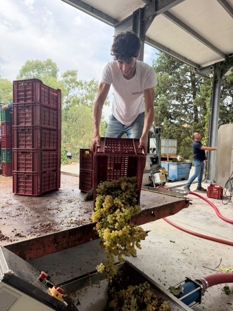 A participant in the 2026 Grillo harvest at Valdibella