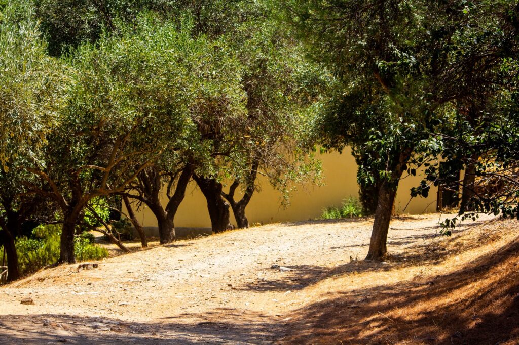 Sentiero tra gli ulivi, simbolo delle radici del gusto e dell'agricoltura mediterranea